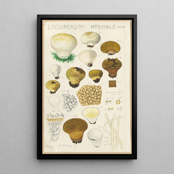 Hans Walty - Lycoperdon hyemale.webp