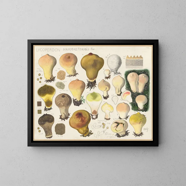 Lycoperdon mammaeforme - Hans Baldung — quadro incorniciato alla parete