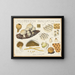Lycoperdon papillatum - Hans Baldung — gerahmtes Bild an der Wand