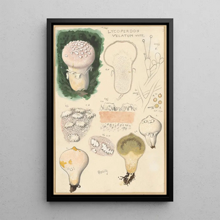 Hans Walty - Lycoperdon velatum.webp