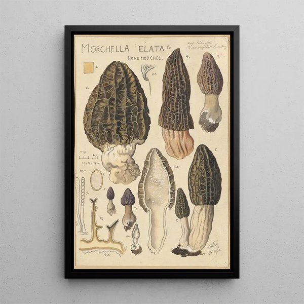 Hans Walty - Morchella elata.webp