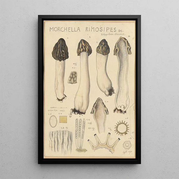 Hans Walty - Morchella rimosipes.webp