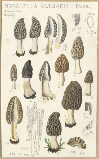 Hans Walty - Morchella vulgaris.webp