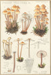 Mycena prolifera - Hans Baldung — vista dell’opera