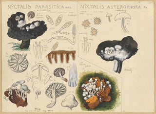 Hans Walty - Nyctalis parasitica Nyctalis asterophora.webp