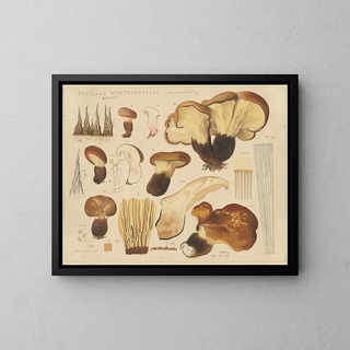 Hans Walty - Paxillus atrotomentosus Batsch.webp