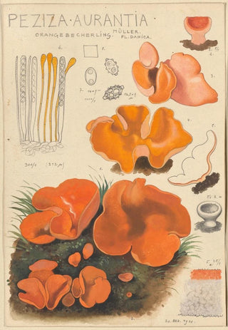 Hans Walty - Peziza aurantia.webp