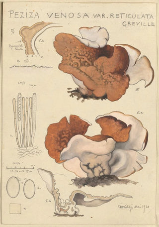 Hans Walty - Peziza venosa var Reticulata greville.webp