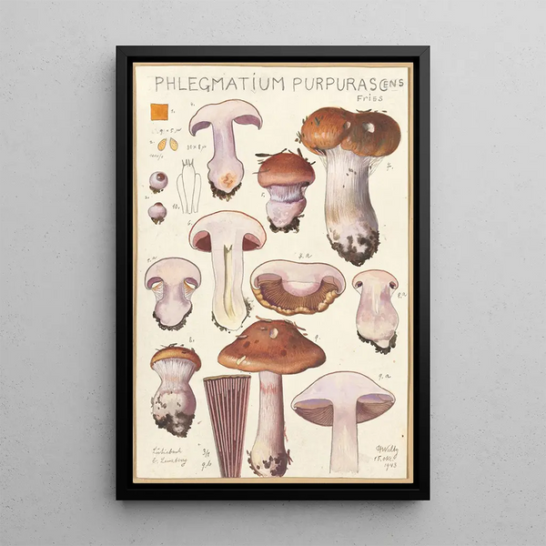 Hans Walty - Phlegmacium purpuras.webp