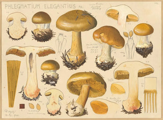 Hans Walty - Phlegmatium elegantius Fr.webp