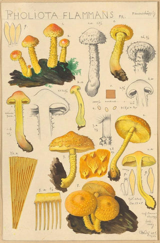 Hans Walty - Pholiota flammans Pholiota caperata.webp