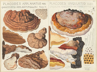 Hans Walty - Placodes applanatus Placodes ungulatus.webp