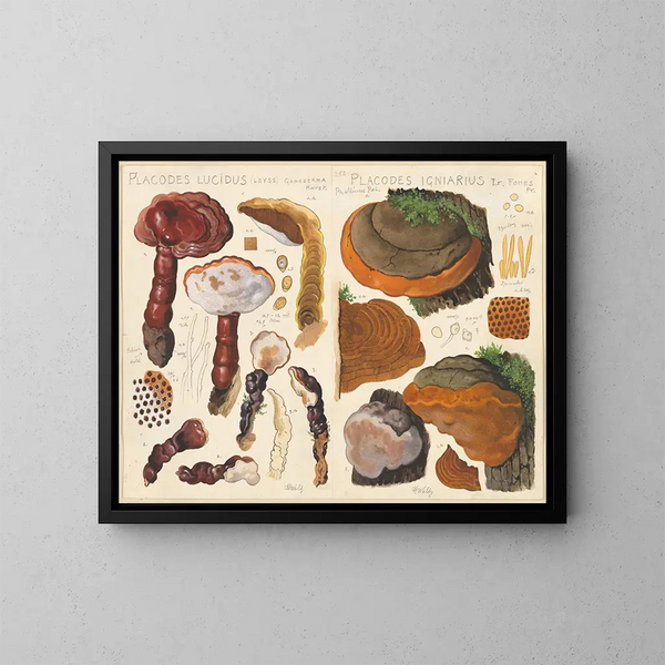 Placodes lucidus Placodes igniarus - Hans Baldung — quadro incorniciato alla parete
