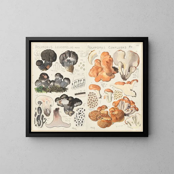 Polypore leucomèle Polypore confluent - Hans Baldung — quadro incorniciato alla parete