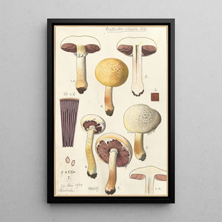 Hans Walty - Psalliota costata.webp