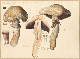 Hans Walty - Psalliota elvensis Berk.webp