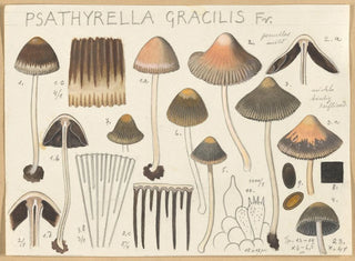 Hans Walty - Psathyrella gracilis.webp