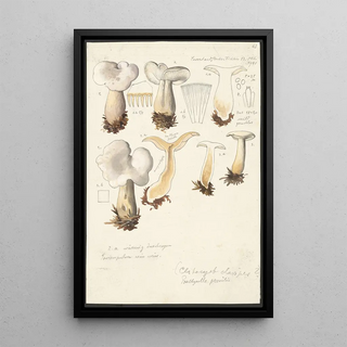 Hans Walty - Psathyrella gracilis Clitocybe clavipes.webp