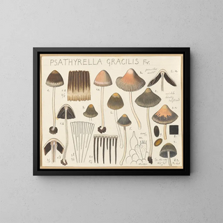 Hans Walty - Psathyrella gracilis.webp