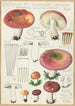 Russula seperina - Hans Baldung — artwork view