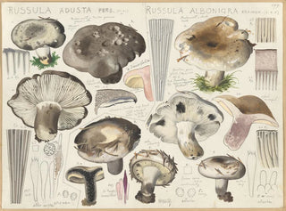 Hans Walty - Russula adusta Russula albonigra.webp