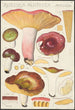Russula alutacea Persoon - Hans Baldung — artwork view