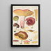 Russula alutacea Persoon - Hans Baldung — framed artwork on a wall