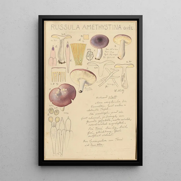 Hans Walty - Russula amethystina.webp
