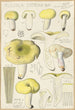 Russula citrina - Hans Baldung — artwork view