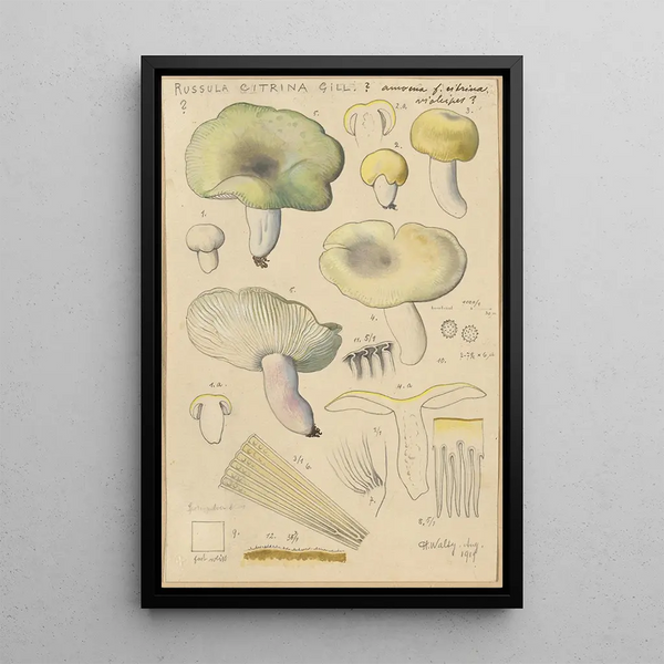 Hans Walty - Russula citrina Gill.webp