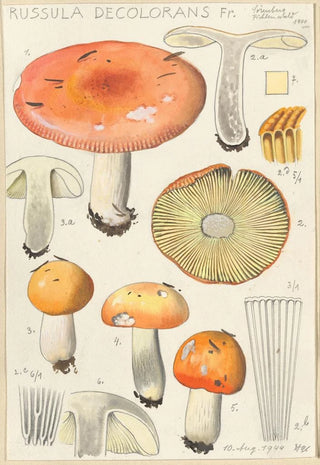 Hans Walty - Russula decolorans.webp