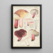 Russula depallens - Hans Baldung — quadro incorniciato alla parete
