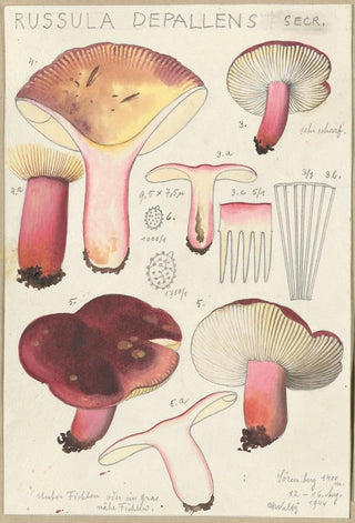 Hans Walty - Russula depallens.webp