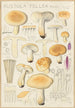 Russula fellea - Hans Baldung — artwork view