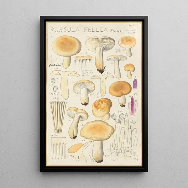 Hans Walty - Russula fellea.webp