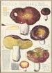 Russula integra L Forma montana - Hans Baldung — artwork view