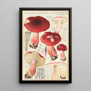 Hans Walty - Russula linnaei.webp