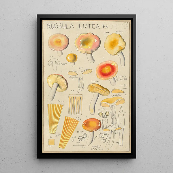 Hans Walty - Russula lutea.webp