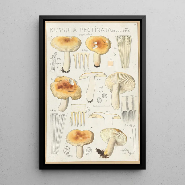 Hans Walty - Russula pectinata.webp