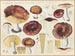 Russula romellii - Hans Baldung — Ansicht des Kunstwerks