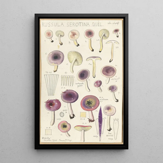 Hans Walty - Russula serotina Russula myrtilla.webp