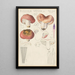 Russula vesca - Hans Baldung — framed artwork on a wall