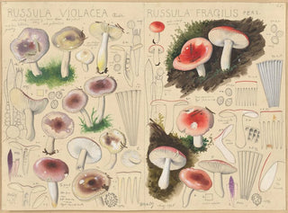 Hans Walty - Russula violacea Russula fragilis.webp