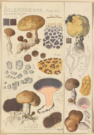 Hans Walty - Scleroderma verrucosum.webp