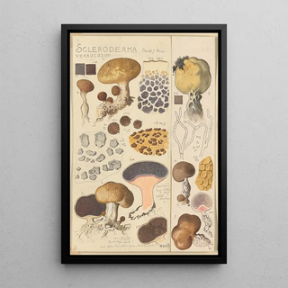 Hans Walty - Scleroderma verrucosum.webp