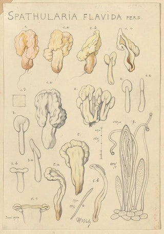 Hans Walty - Spathularia flavida.webp