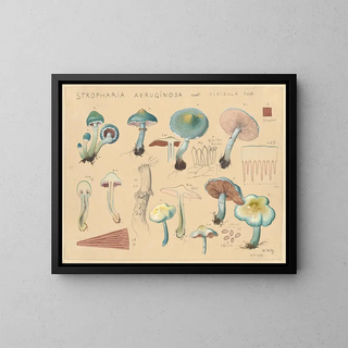 Hans Walty - Stropharia aeruginosa Curt viridula Schff.webp