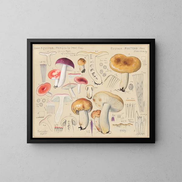 Russula foetens - Hans Baldung — gerahmtes Bild an der Wand