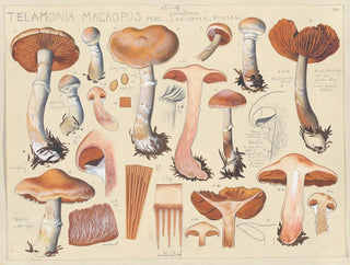 Hans Walty - Telamonia macropus Pers.webp
