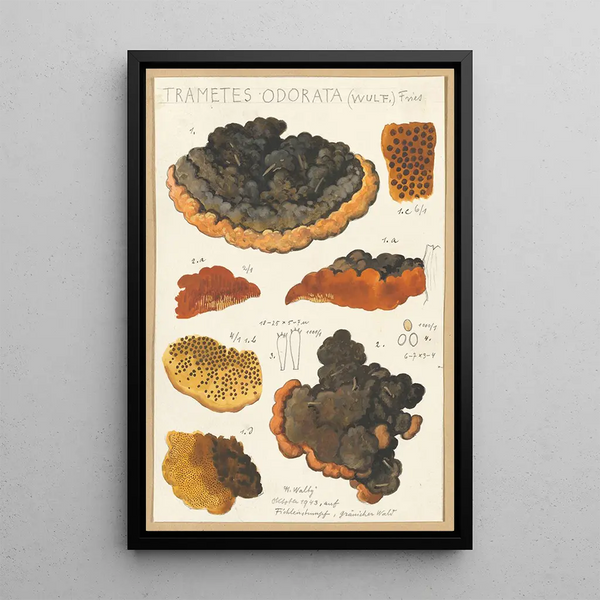 Hans Walty - Trametes odorata Wulf Fries.webp